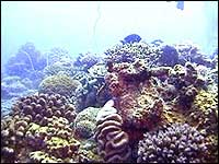 Providing both food and shelter for marine life, coral is a vital ecosystem