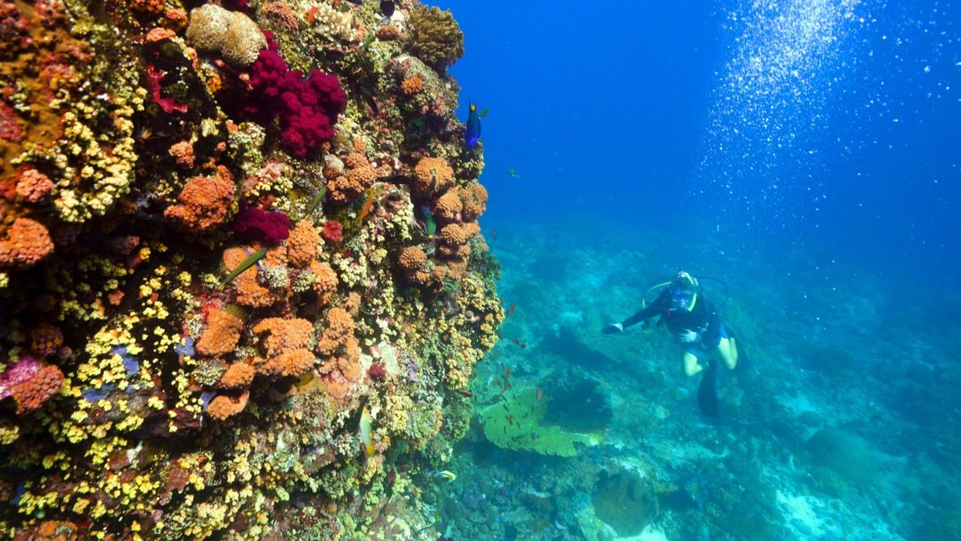 Recharging Indonesian marine biodiversity - Global Coral Reef Alliance