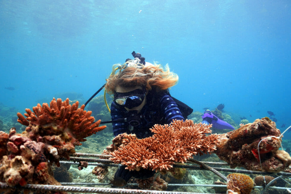 Reef Restoration Archives - Global Coral Reef Alliance