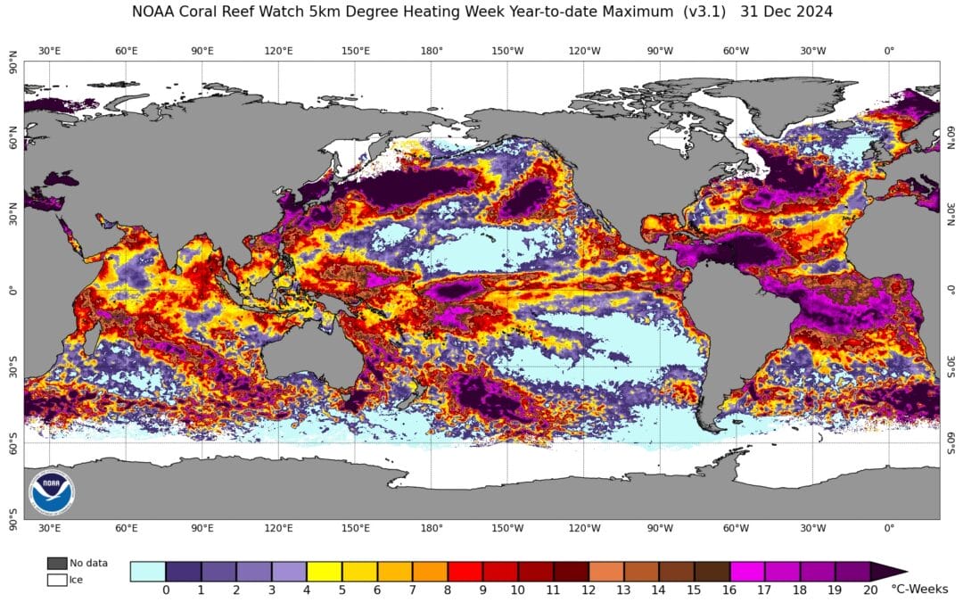 2024 record temperature effects on coral bleaching & ocean circulation